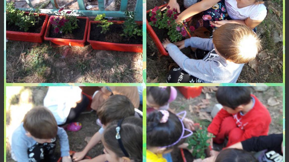 Işık İlkokulu e twinning Okullar Çiçek Açsın projesi 